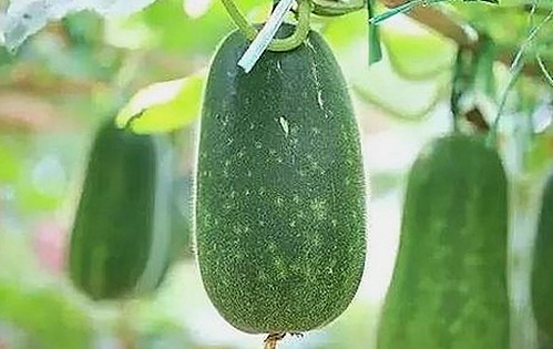 探析禁漫天堂下载最新版下载的现状与资源获取途径