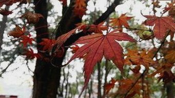 揭秘高清🈚码🔞❌♋免费菠萝视频官方版正版下载的现状与发展