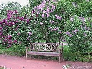 十大黄色软件官方版：最新排名与安全下载指南