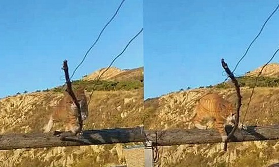 探索免费黄色免费版的现状与潜在风险