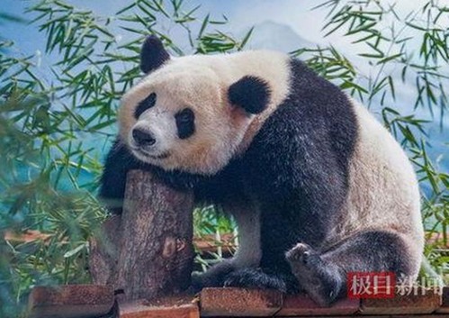 鲁啊鲁官方版下载：最新版本指南与实用技巧详解