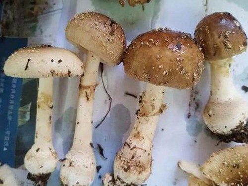 嫩草17.c 91免费版官方版：最新版本介绍与内容分析