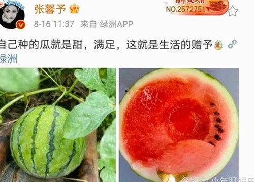南充市用户必看：全面解析51黑料官方版下载的最新动态