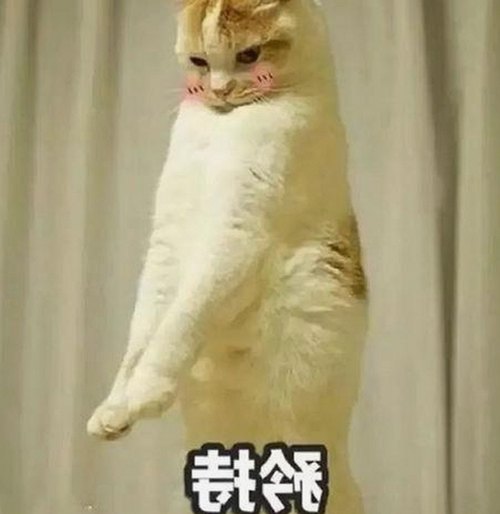 揭秘娱乐圈背后故事：www91最新版下载带来的新体验