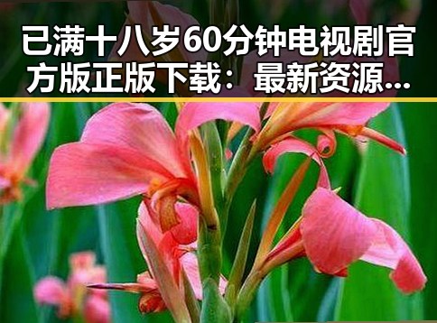 已满十八岁60分钟电视剧官方版正版下载：最新资源解析与现状