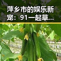 萍乡市的娱乐新宠：91 一起草wwwcom17免费版引领潮流