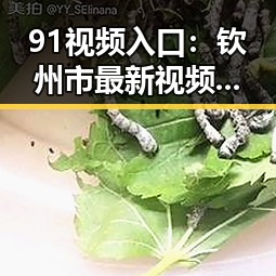 91视频入口：钦州市最新视频资源全攻略