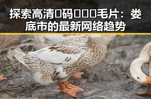 探索高清🈚码🔞❌♋毛片：娄底市的最新网络趋势