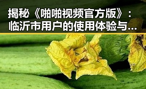 揭秘《啪啪视频官方版》：临沂市用户的使用体验与关注点