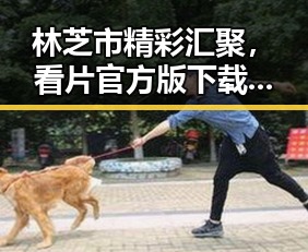 林芝市精彩汇聚，看片官方版下载带你领略独特魅力