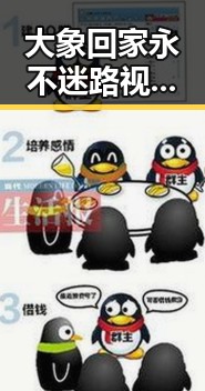大象回家永不迷路视频2023最新版：合肥市民关注的温馨故事