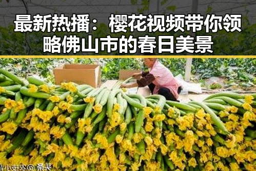 最新热播：樱花视频带你领略佛山市的春日美景