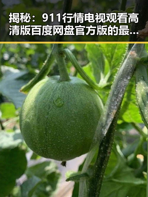 揭秘：911行情电视观看高清版百度网盘官方版的最新动向