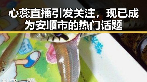 心蕊直播引发关注，现已成为安顺市的热门话题